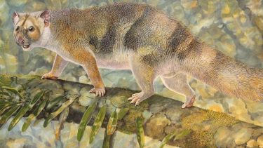 microleu pungløve fossil