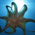 Octopus Vulgaris blæksprutte lovgivning blæksprutte videnskab blog