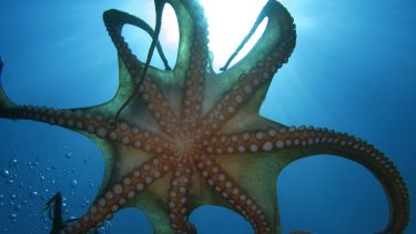 Octopus Vulgaris blæksprutte lovgivning blæksprutte videnskab blog