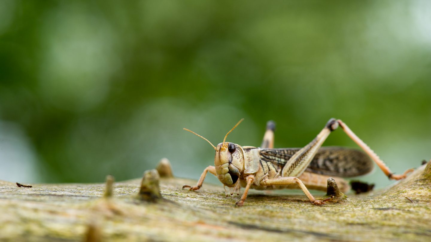 Tittar Insect Hvad er en art?