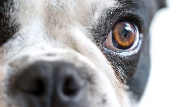 hunde tv skærm stavceller tapceller øjne syn farve interaktion lysreceptor-tappe