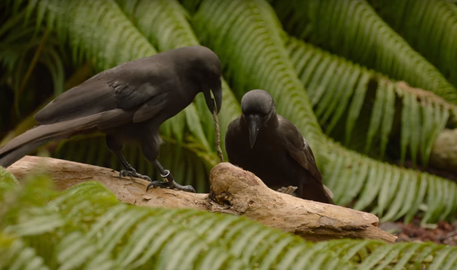 Utroligt kloge krager bruger redskaber til at skaffe føde