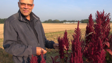 forsker afgrøder i fremtiden quinoa amarant