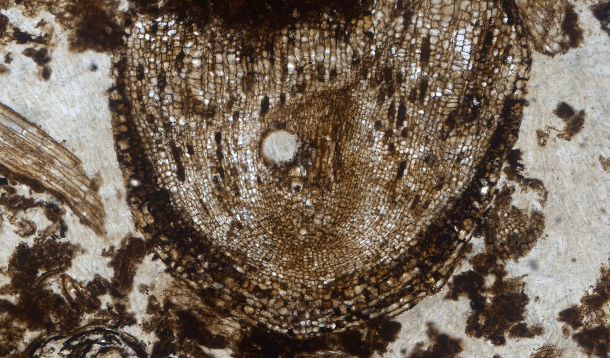 meristem radix carbonica