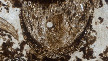 meristem radix carbonica