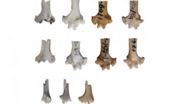 papegøjefossil sibirien