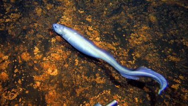 anguilliformes_aal_havslanger_ekspedition_galathea_sulawesi_aalefisk_fisk_ny_kaledonien