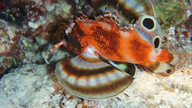den_to-plettede_dragefisk_dykning_havslanger_dendotrichus_biocellatus