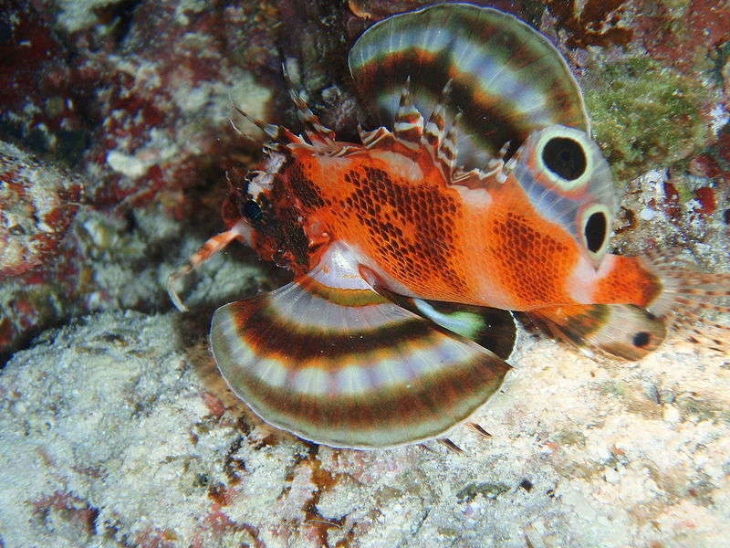 den_to-plettede_dragefisk_dykning_havslanger_dendotrichus_biocellatus