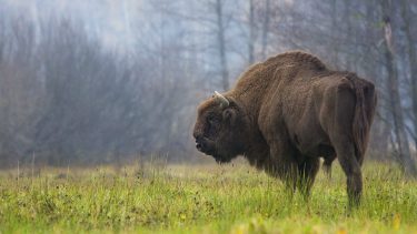 Europæisk bison visent Bison bonasus