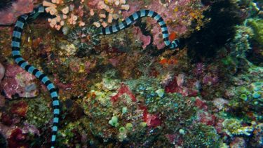 laticauda_colubrina_gullaebet_havkrait_havslange_fisk