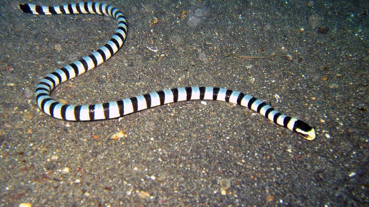 laticauda_colubrina_gullaebet_havkrait_havslange_fisk_nord_sulawesi_indonesien