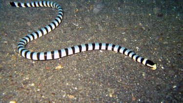 laticauda_colubrina_gullaebet_havkrait_havslange_fisk_nord_sulawesi_indonesien