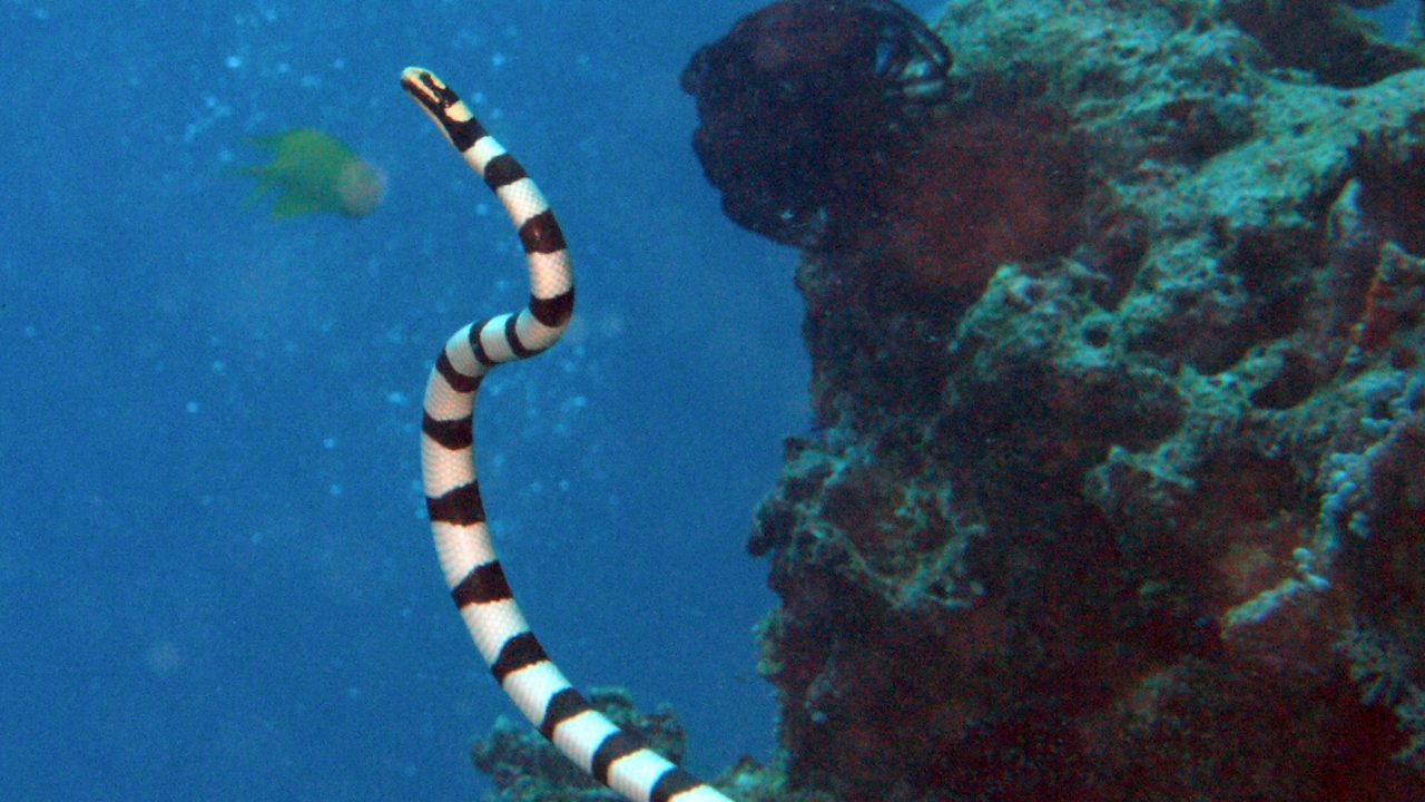 laticauda_colubrina_havslange_ekspedition