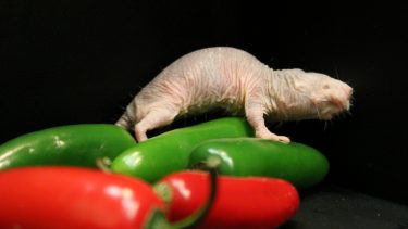 Nøgenrotte mole rats smerte