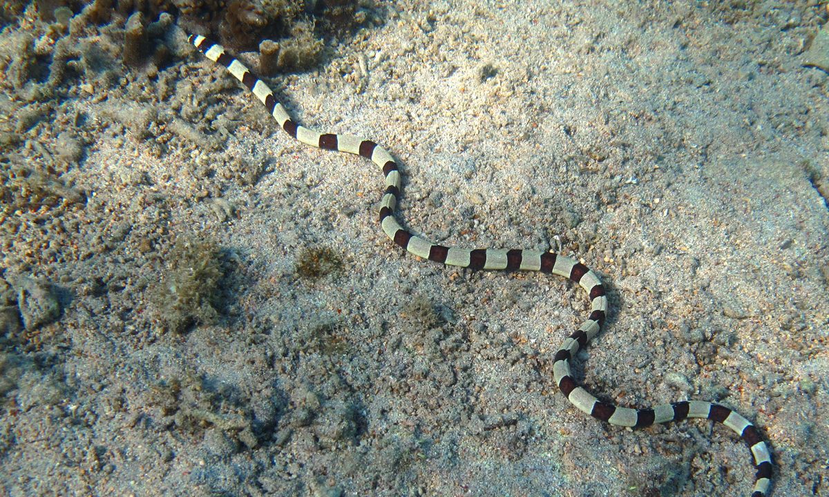 myrichthys_colubrinus_ringaal_havslange_ligner_en_krait