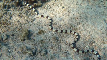 myrichthys_colubrinus_ringaal_havslange_ligner_en_krait