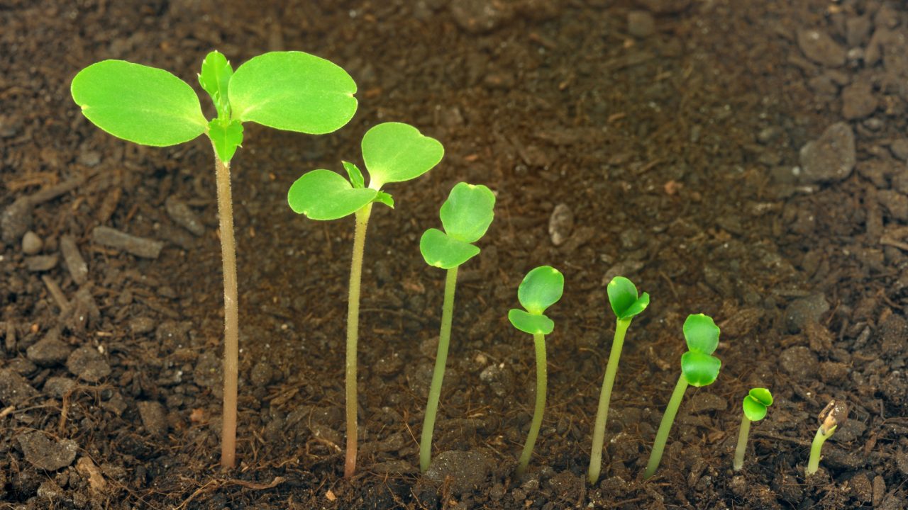 planter_gamification_el_trae_computerspil_spilforsker_adfaerd_adfaerdspsykologi