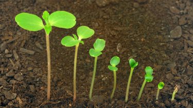 planter_gamification_el_trae_computerspil_spilforsker_adfaerd_adfaerdspsykologi