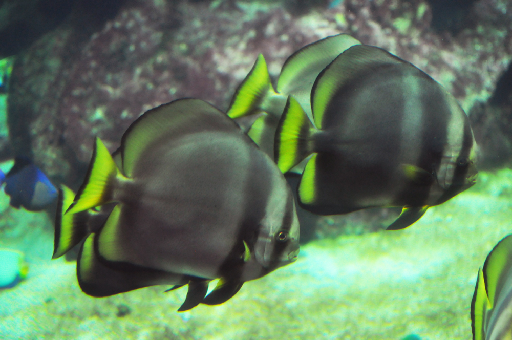 platax_pinnatus_flagermusfisk_havslanger_ekspedition