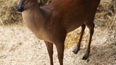 Dykkerantilope rød Zoo zoologisk have