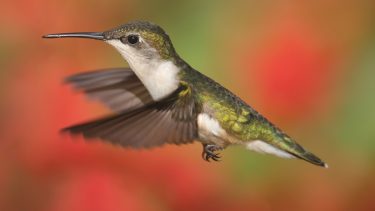 kolibri flyver fra blomst