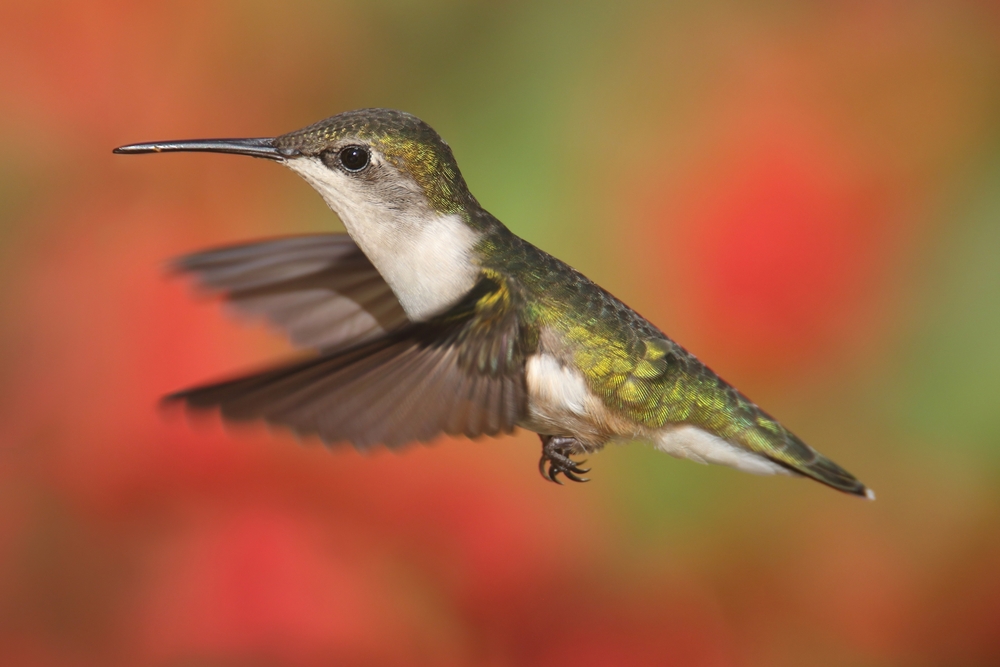 kolibri flyver fra blomst