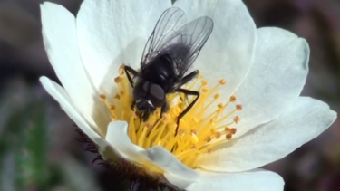 Spilogona flue husflue Arktis bestøver