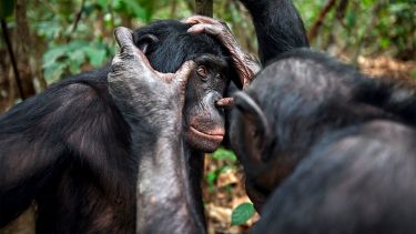 bonobo abe