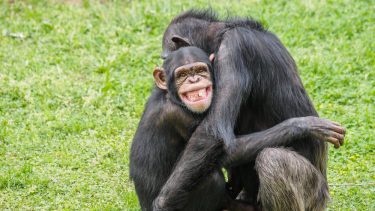 Chimpanser bedste nære venner sociale bånd forlænger livet dæmper stress