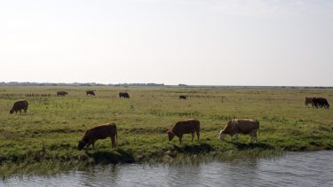 Danmark GEUS grundvand rent