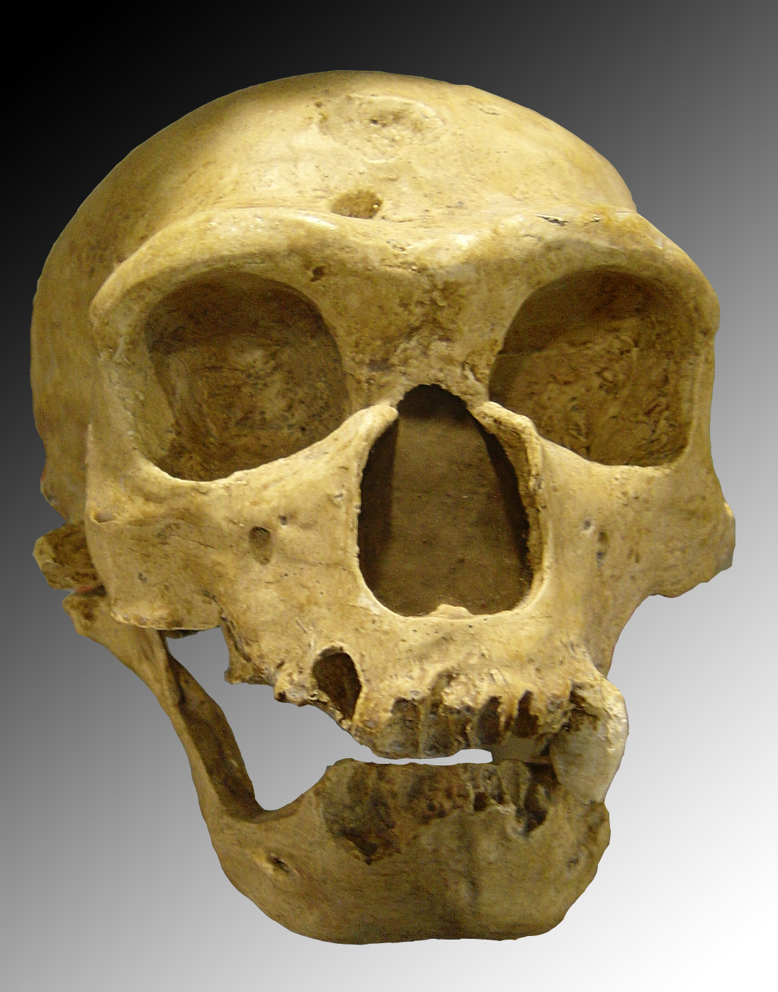 Neandertalere gener forsvinde DNA sex med mennesker arvemateriale genetik