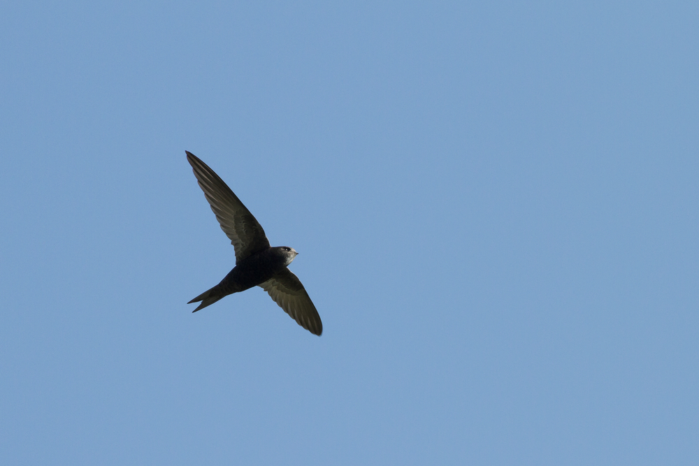 mursejler flyve 10 måneder