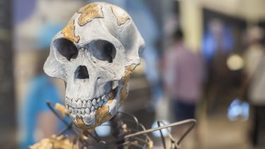 lucy fossil kranie fortid mennesket evolution træerne jorden