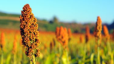 sorghum, cyanid, blåsyre