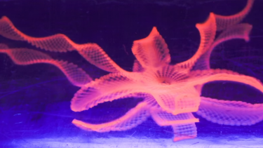 Forskere printer 3D-modeller bevæger sig som planter