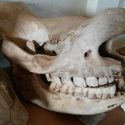 dyretænder arter evolution klima tørke føde ernæring overlevelse død Afrika næsehorn flodhest antilope abe fossil