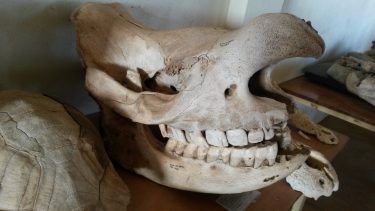 dyretænder arter evolution klima tørke føde ernæring overlevelse død Afrika næsehorn flodhest antilope abe fossil