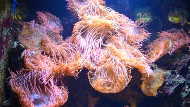 dyr planter konvergent evolution adfærd havsnegl søanemone kelp honningsvamp klorofyl fotosyntese biologi organismer alger tang føde fungi