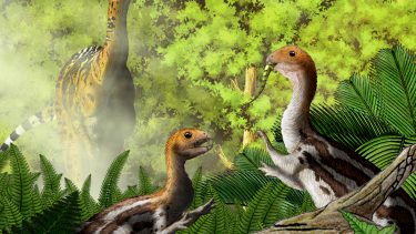 Limusaurus inextricabilis udvikling næb gebis tænder altædende kødædende vegetar