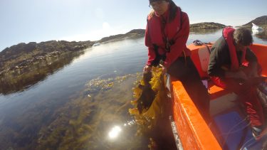Havforsuring pH-værdi marine dyr organismer skaldyr søpindsvin kalkdannende Grønland kelp tang planter fotosyntese CO2 klimaforandringer opvarmning temperaturer sol sommer Arktis basisk alkalisk brunalger