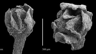 Rose 100 millioner år gammel knop dinosaurtiden Caliciflora mauldinensi