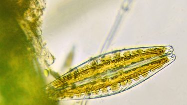 kiselalge kredsløb strandsand biologi