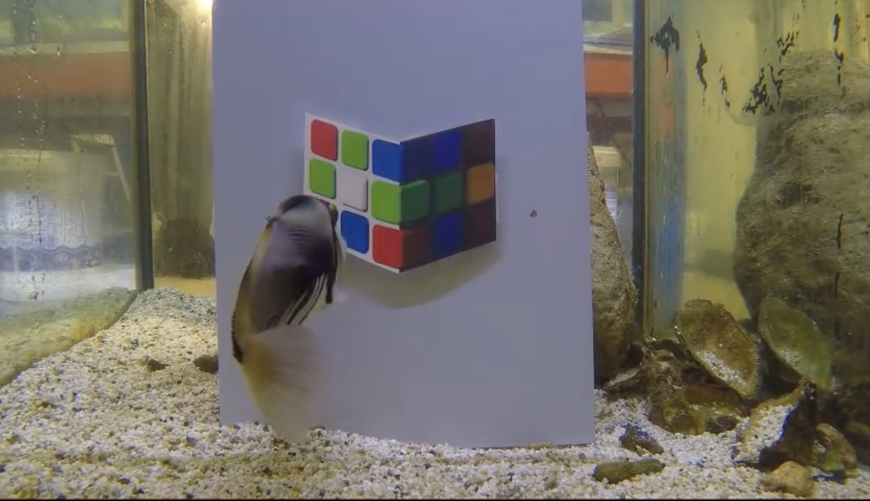 fisk snydes af illusion