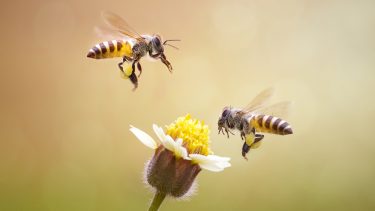 Bier, afgrøder, overlevelse, biodiversitet