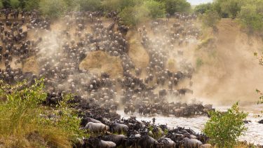 Masai Mara Afrika migration gnuer