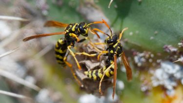 hvepse papirhvepse adfærdsforskning økonomi biologi insekter
