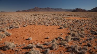 Namibia fe-cirkler mønstre ørken termitter planter teori matematisk model