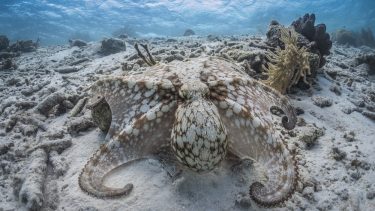 blæksprutte historie havet evolution udvikling bløddyr