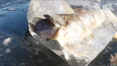 Fisk gedde frosset med fisk i munden